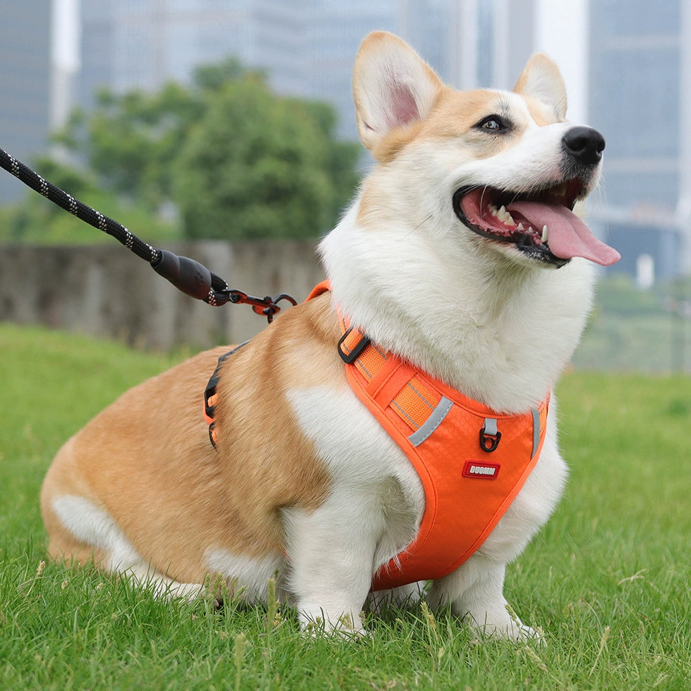 Dog Harness Medium-Sized Dog