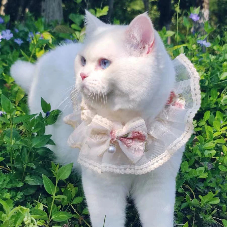 Lace Collar Super Fairy Long Hair Muppet British Shorthair Cat