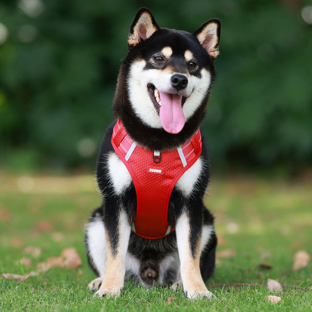 Pet Harness Dog Walking Dog Hand Holding Rope