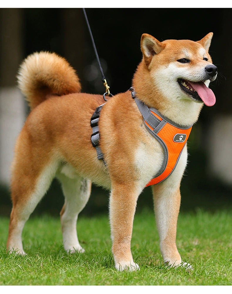 I-Shaped Puppy of Shiba Inu Collar Dog Hand Holding Rope