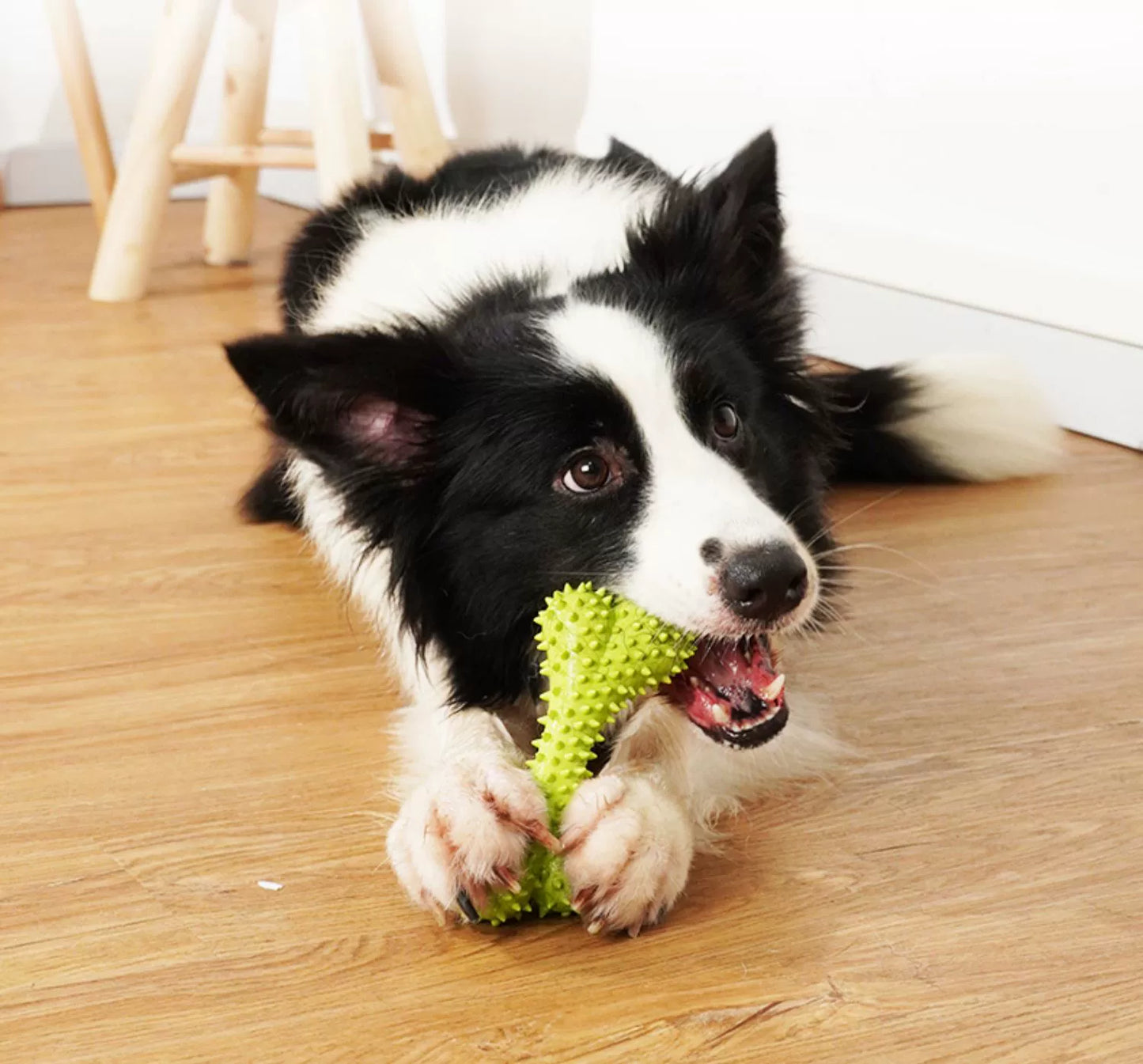 Plum Blossom Foot Teeth Cleaning Molar Rod Alone Biting Dog