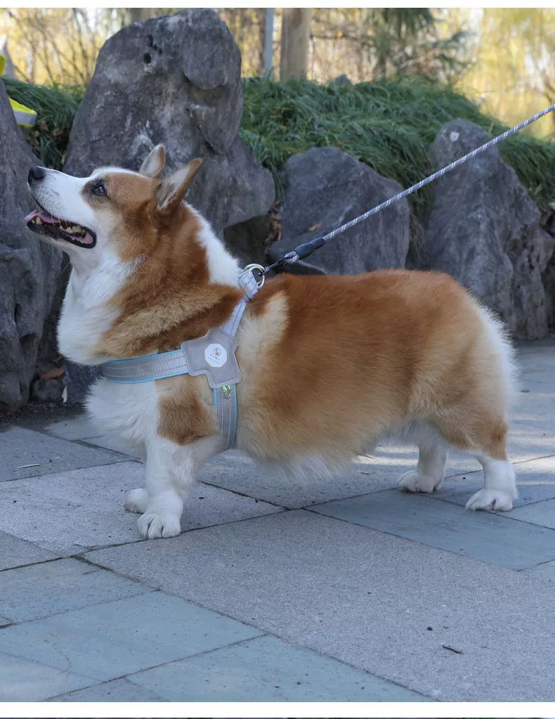 Shiba Inu Jarre Aero Bull Corgi Collar Dog Hand Holding Rope