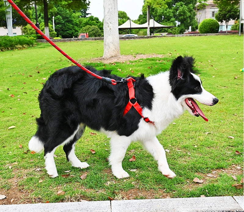 2 M Night Large, Medium and Small Dogs Dog Hand Holding Rope