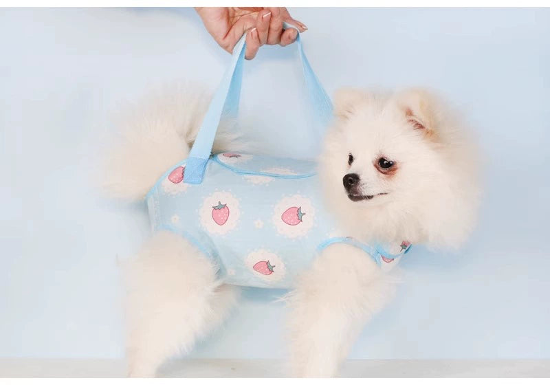 Dedicated Bichon Teddy Shoulder Exposed Small Size Dogs Dog