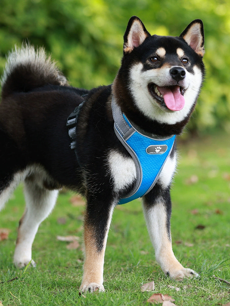 I-Shaped Puppy of Shiba Inu Collar Dog Hand Holding Rope