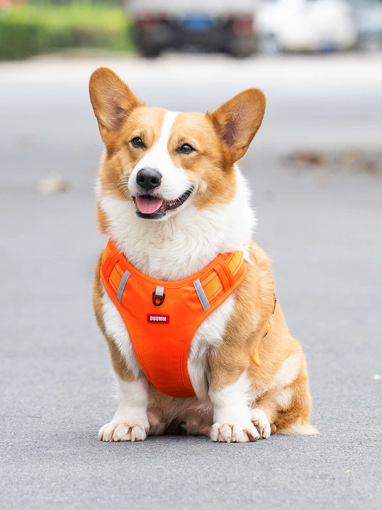 Collar Medium-Sized Dog Vest Dog Hand Holding Rope