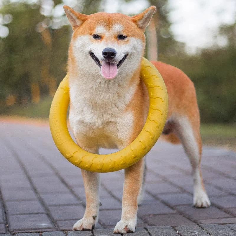 Ring Toy Border Training Dog