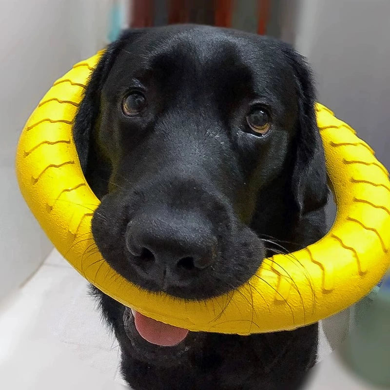 Ring Toy Border Training Dog