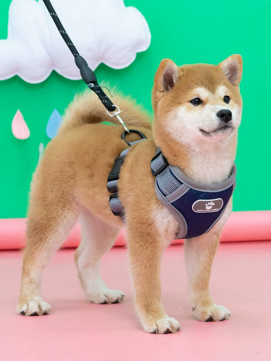 Dog Harness