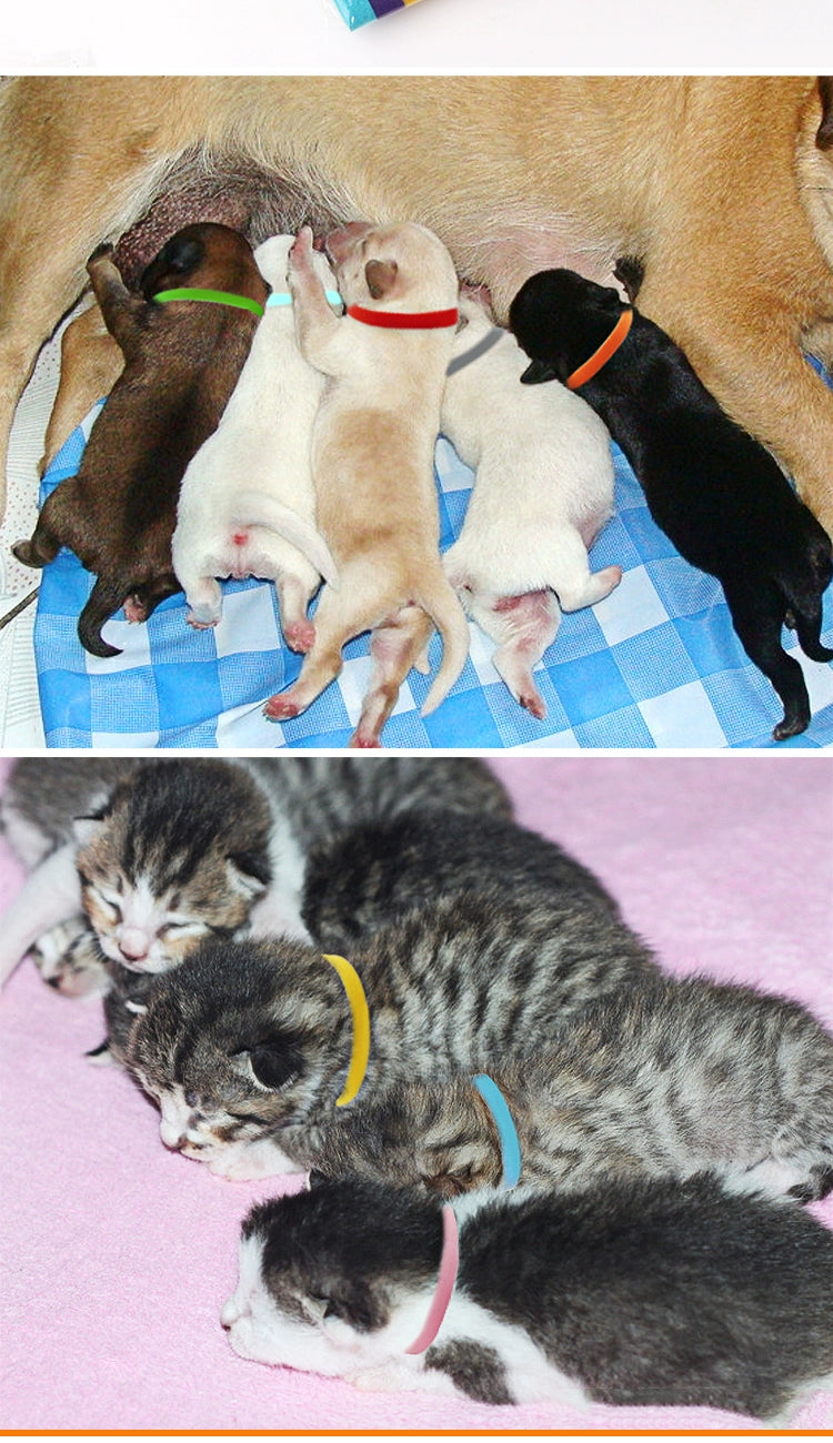 Pet Collar/Identification Newborn Kittens or Puppies