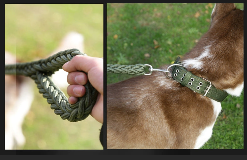 Large and Medium Size Labrador German Shepherd Dog Hand Holding Rope