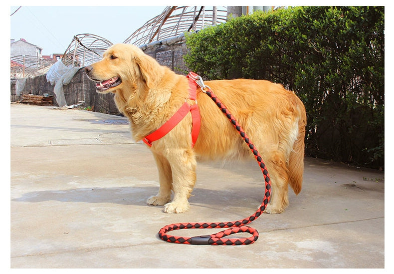 Teddy Large Collar Pet Supplies Dog Hand Holding Rope