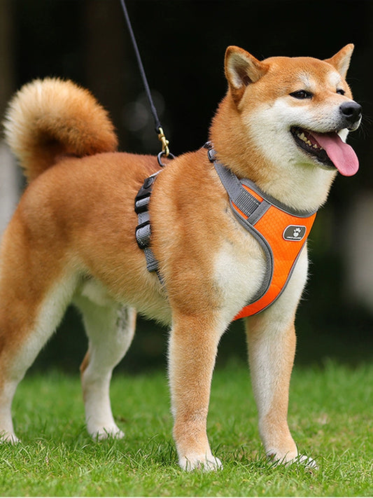 I-Shaped Puppy of Shiba Inu Collar Dog Hand Holding Rope