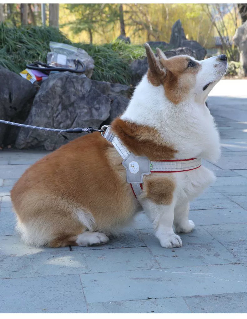 Shiba Inu Jarre Aero Bull Corgi Collar Dog Hand Holding Rope