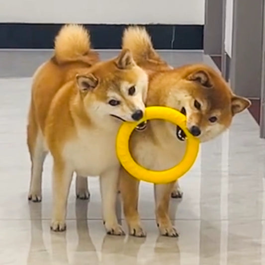 Ring Toy Border Training Dog