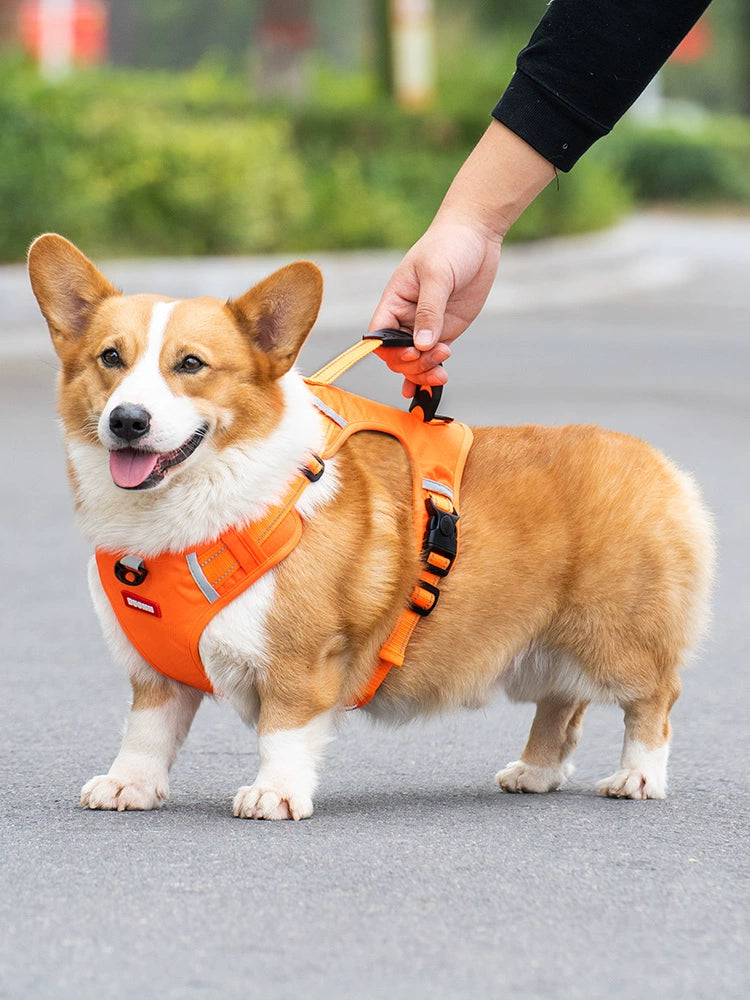 Collar Medium-Sized Dog Vest Dog Hand Holding Rope