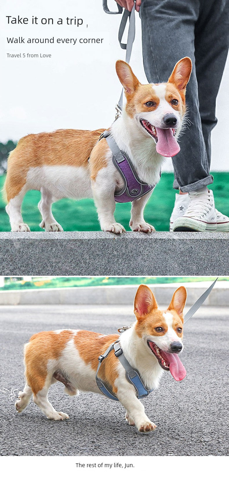 Teddy Chest Back Corgi/French Bulldog Medium Dog Hand Holding Rope