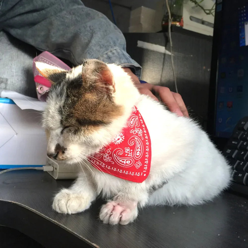 Collier bandana pour chat, chiot, chien, écharpe, foulard, avec boucle réglable pour chats, petits animaux de compagnie, chatons, colliers, reliure triangulaire