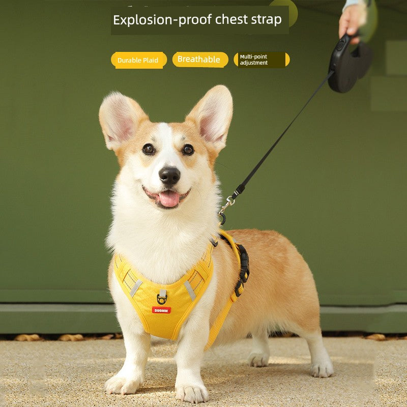 Pet Harness Dog Walking Dog Hand Holding Rope