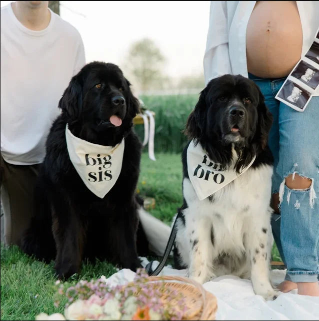 Foulard bandana pour chien grande sœur ou grand frère pour annonce de bébé, annonce de naissance, séance photo de maternité, décoration de fête naturelle