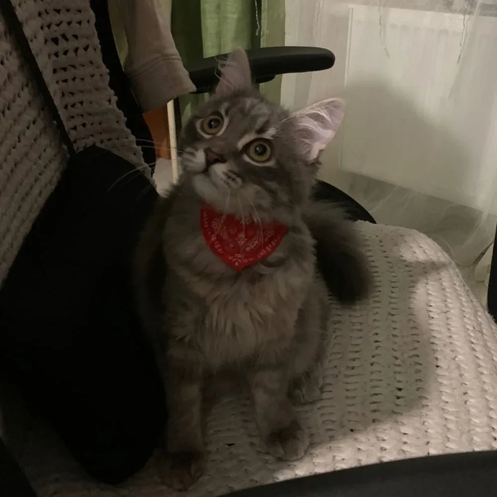 Collier bandana pour chat, chiot, chien, écharpe, foulard, avec boucle réglable pour chats, petits animaux de compagnie, chatons, colliers, reliure triangulaire