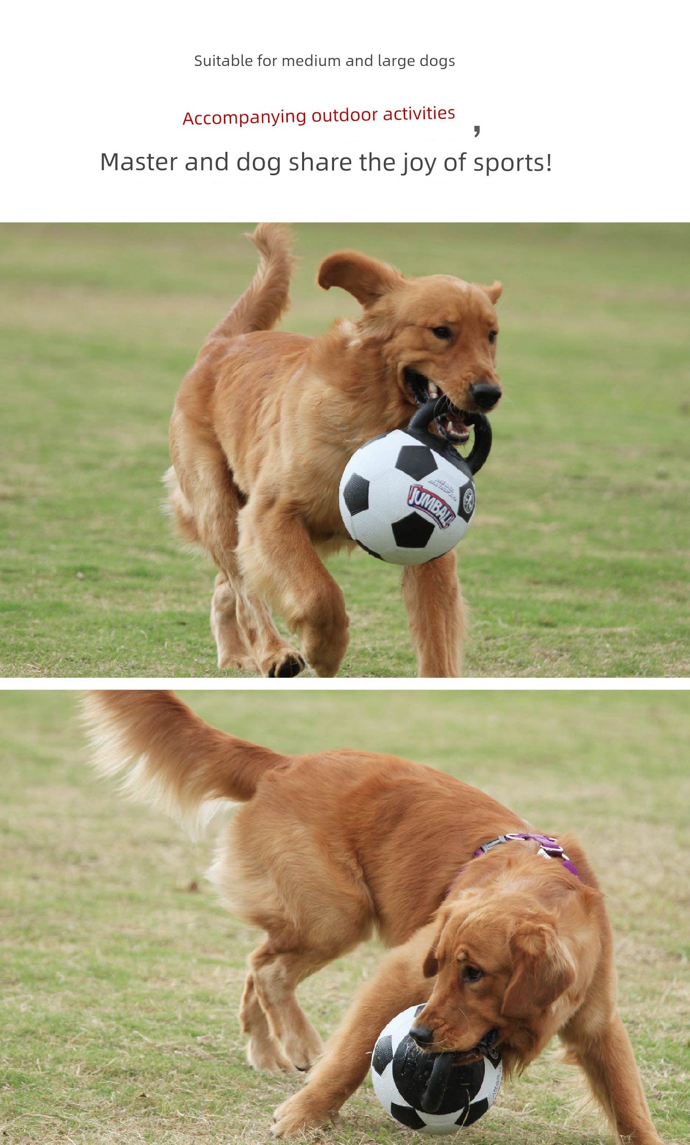 Gigwi Hong Kong Jianbao Ball Large Dog Dog