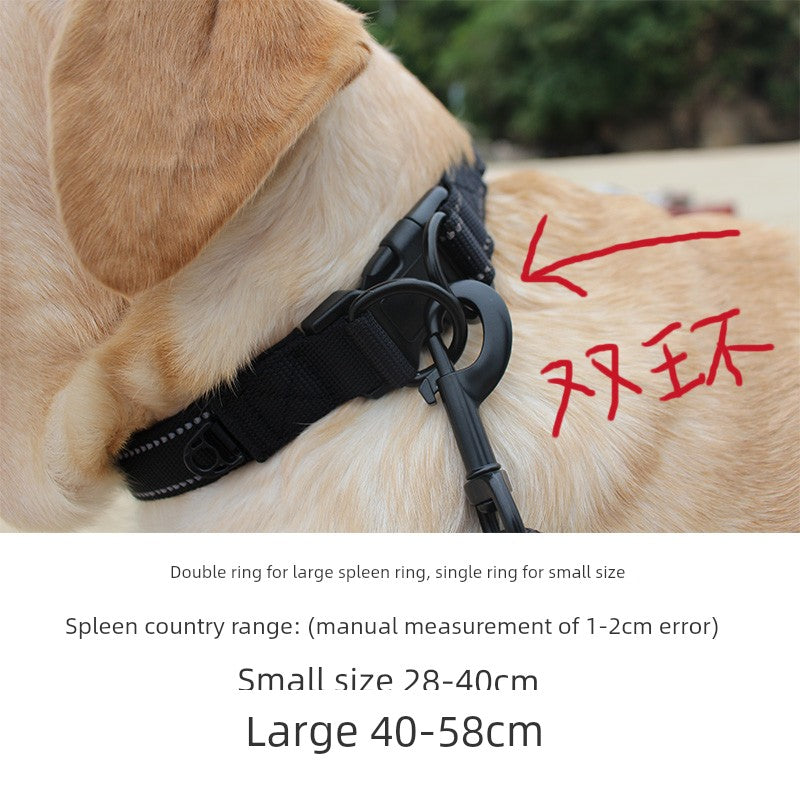 Long Leash and Collar for Large Dogs