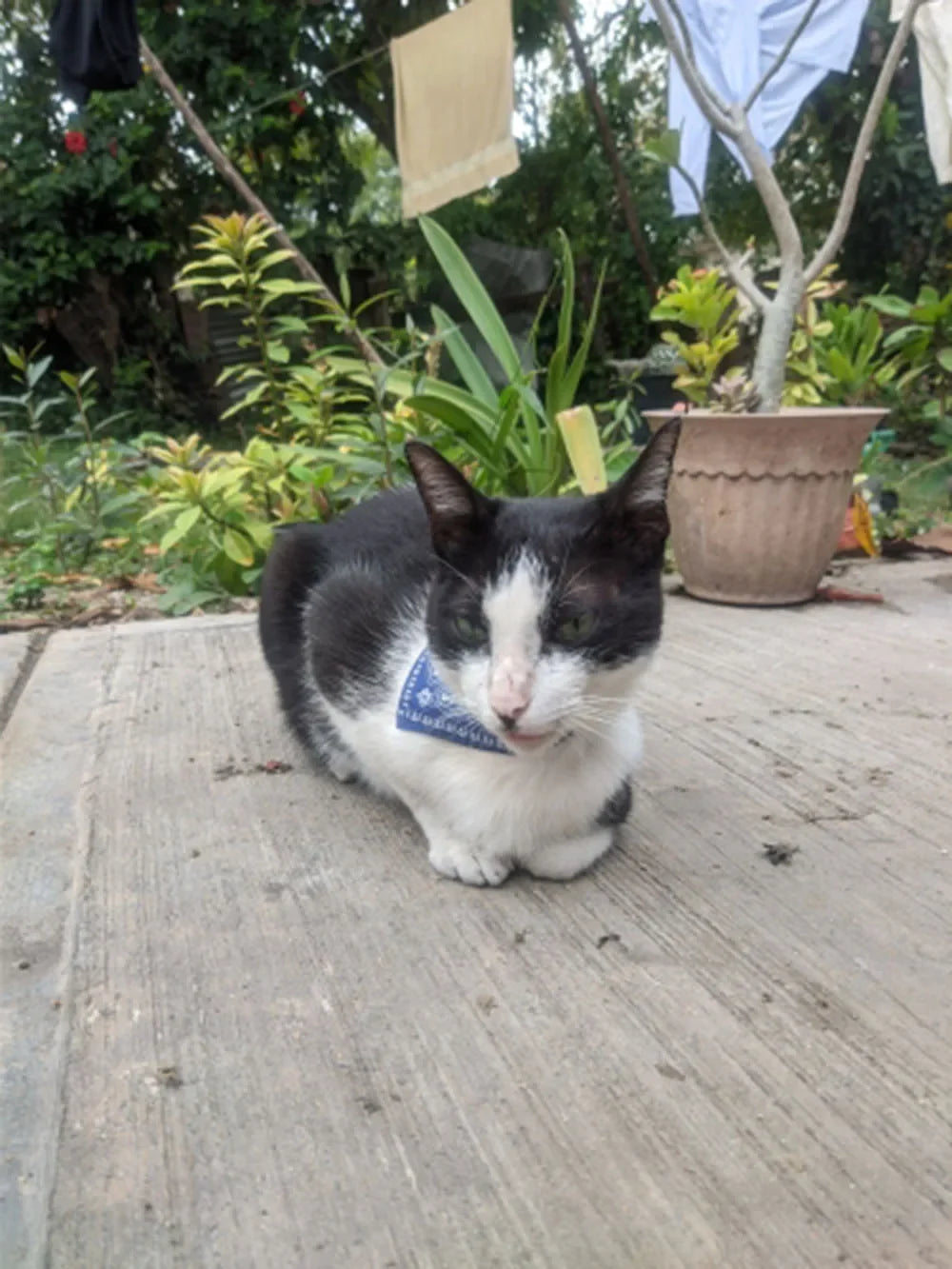 Collier bandana pour chat, chiot, chien, écharpe, foulard, avec boucle réglable pour chats, petits animaux de compagnie, chatons, colliers, reliure triangulaire