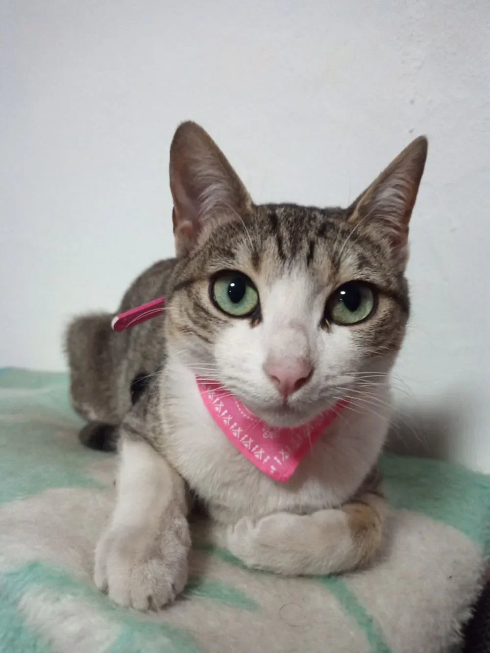 Collier bandana pour chat, chiot, chien, écharpe, foulard, avec boucle réglable pour chats, petits animaux de compagnie, chatons, colliers, reliure triangulaire