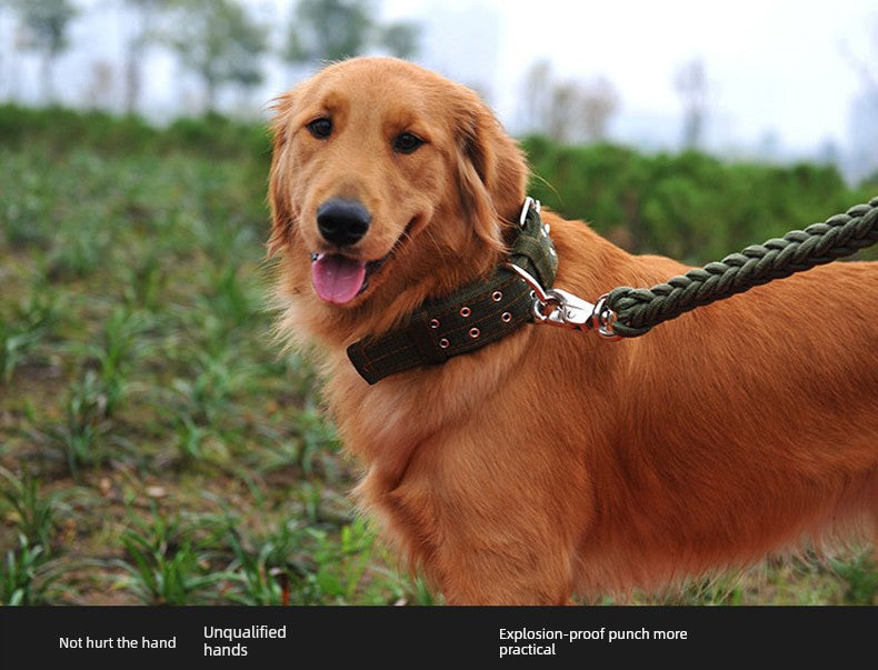 Large and Medium Size Labrador German Shepherd Dog Hand Holding Rope