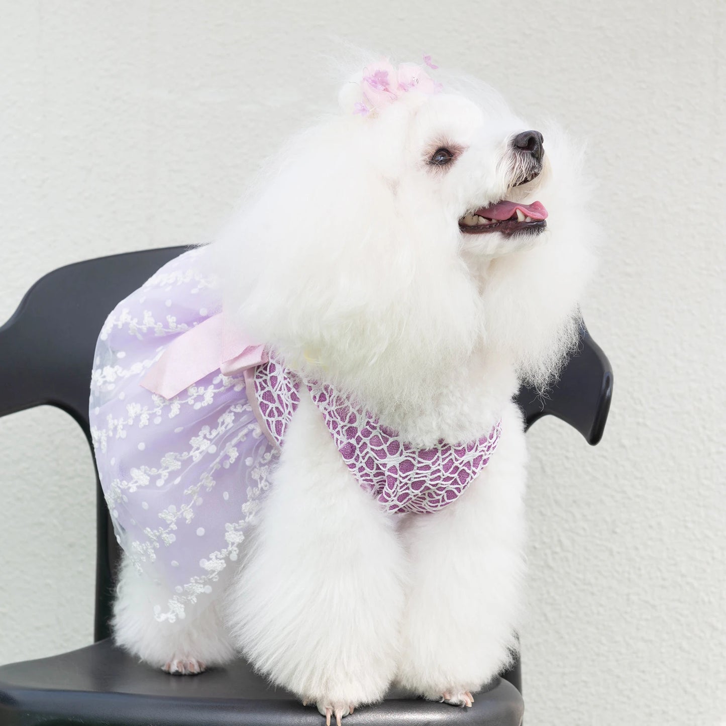 U Pick CuteBone Girl Puppy Dog Dress Fashion Dog Skirt Outfit Popular Pet Clothes Gift for Small Dogs