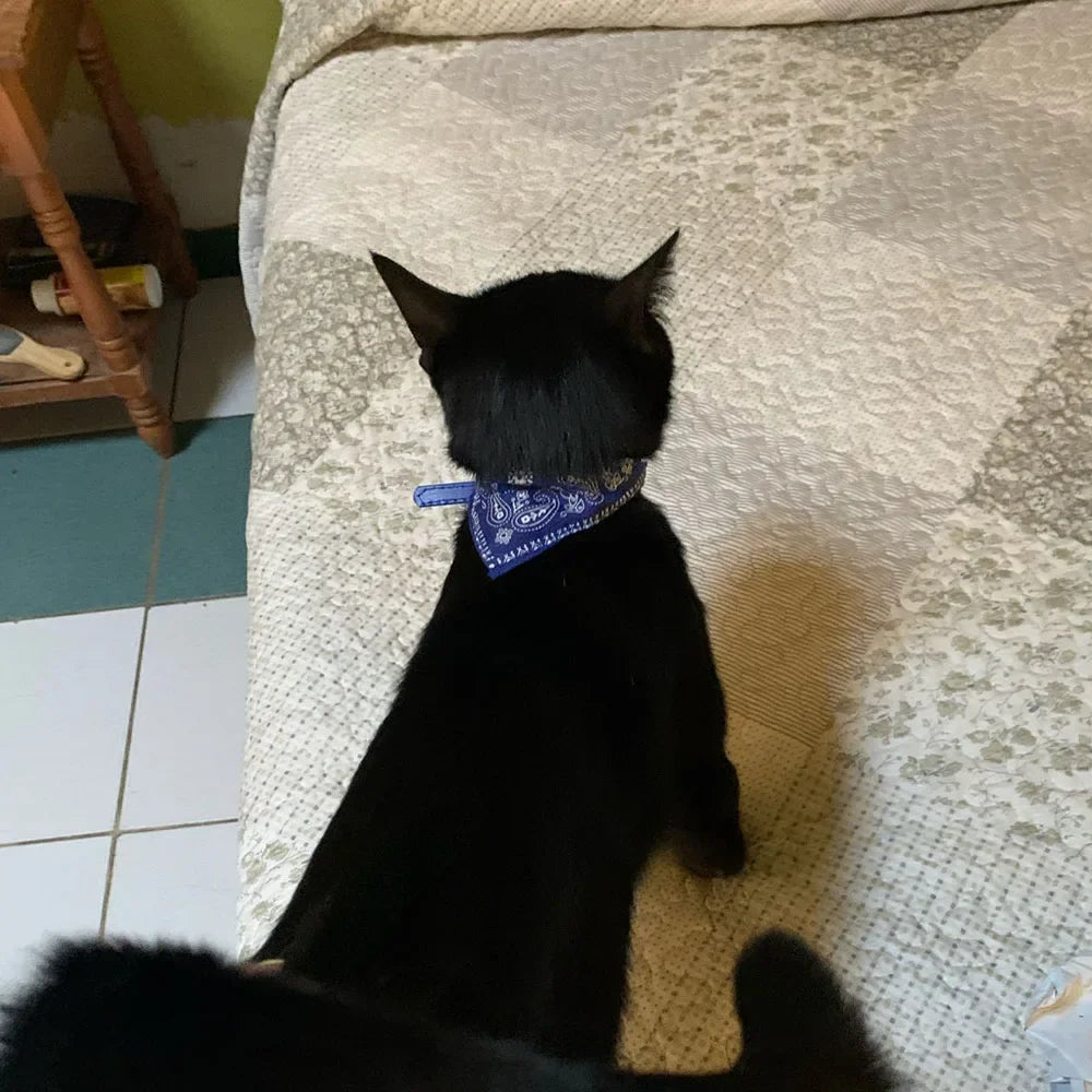 Collier bandana pour chat, chiot, chien, écharpe, foulard, avec boucle réglable pour chats, petits animaux de compagnie, chatons, colliers, reliure triangulaire