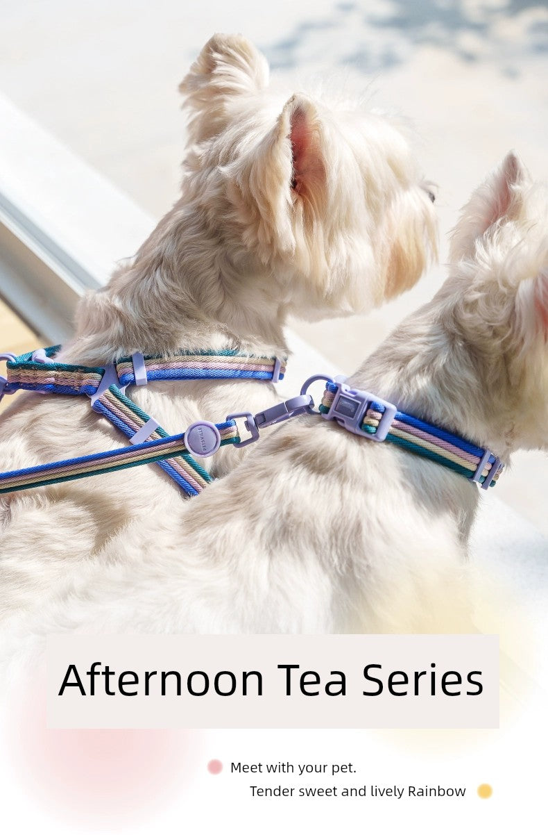 Afternoon Tea Magic Color Contrast Color Collar Dog Hand Holding Rope