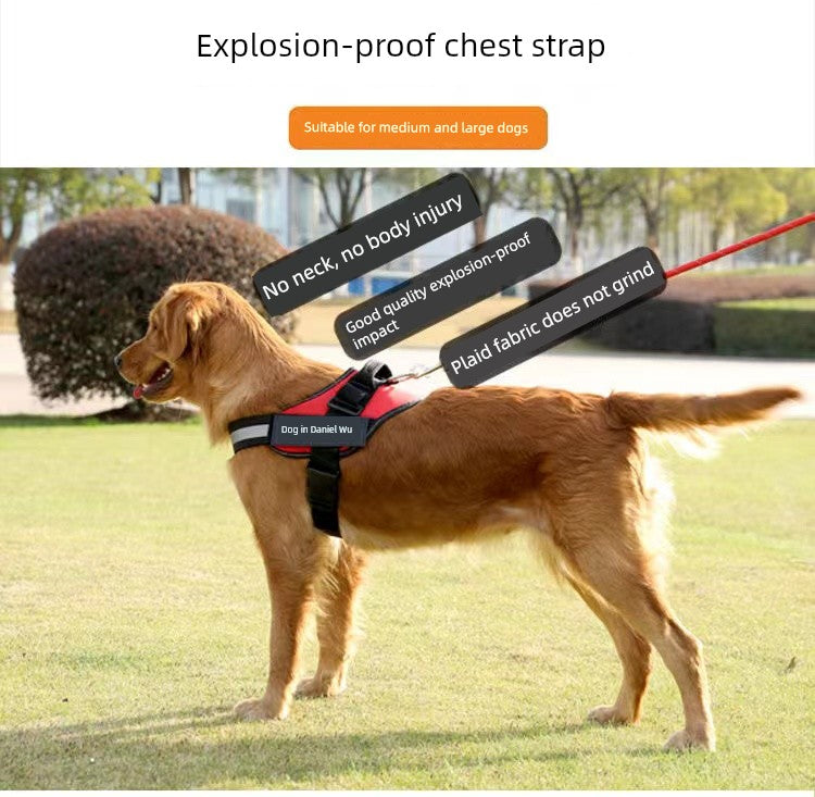 Chest and Back Medium-Sized Dog Hand Holding Rope