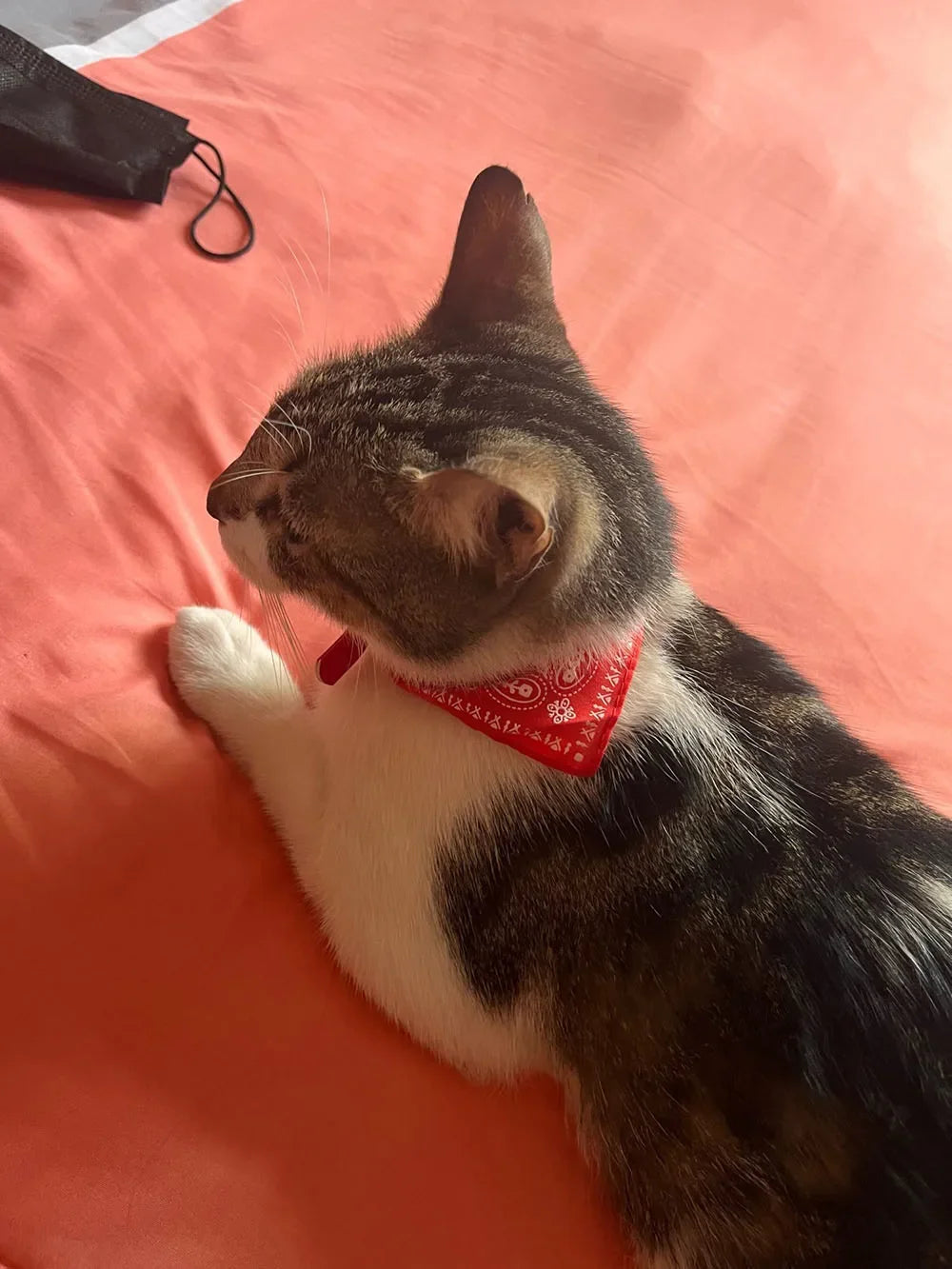 Collier bandana pour chat, chiot, chien, écharpe, foulard, avec boucle réglable pour chats, petits animaux de compagnie, chatons, colliers, reliure triangulaire