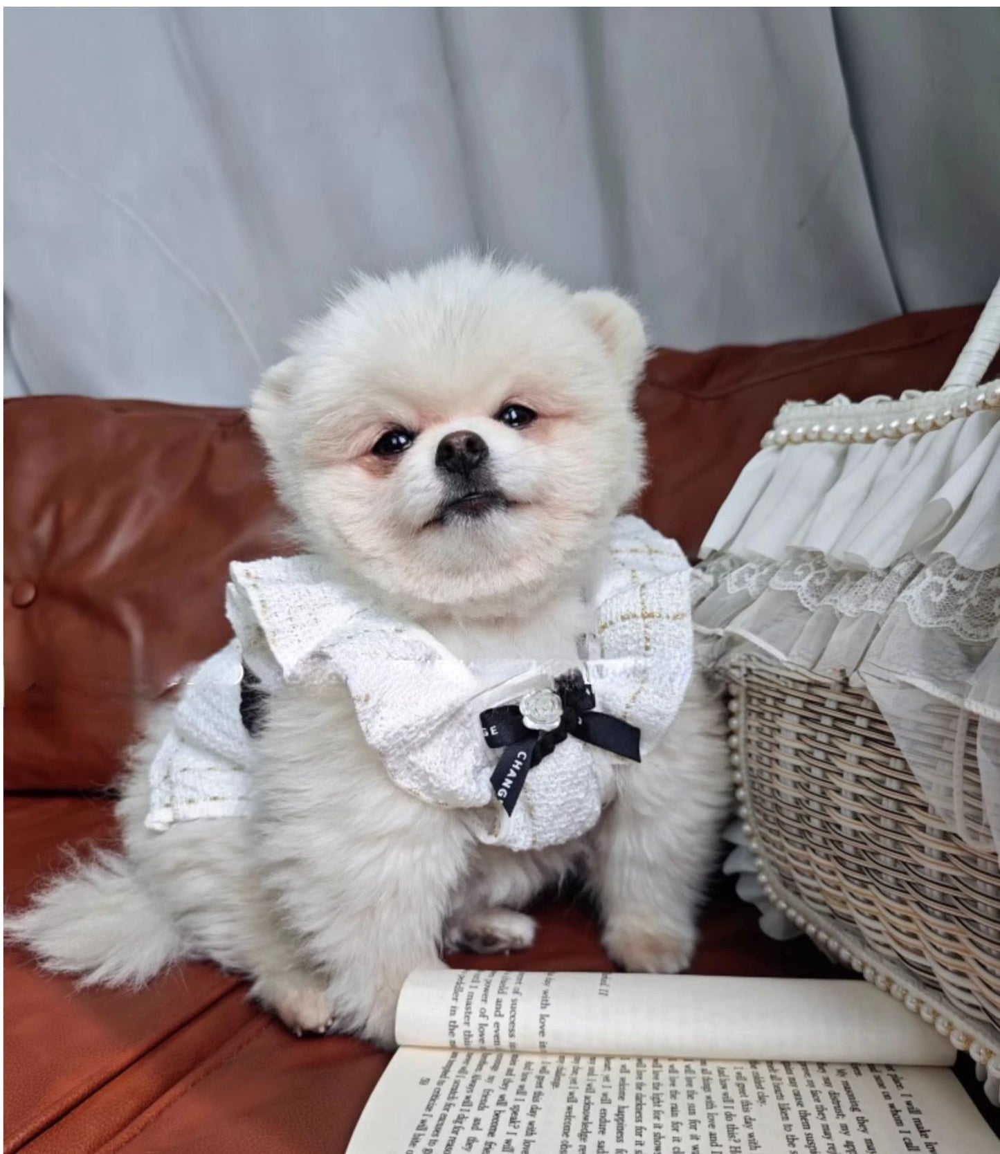 Pet Cats and Dogs Spring and Summer Korean Style Camellia Fly Sleeve Small Dogs Teddy Boomerang Princess Dog Dresses