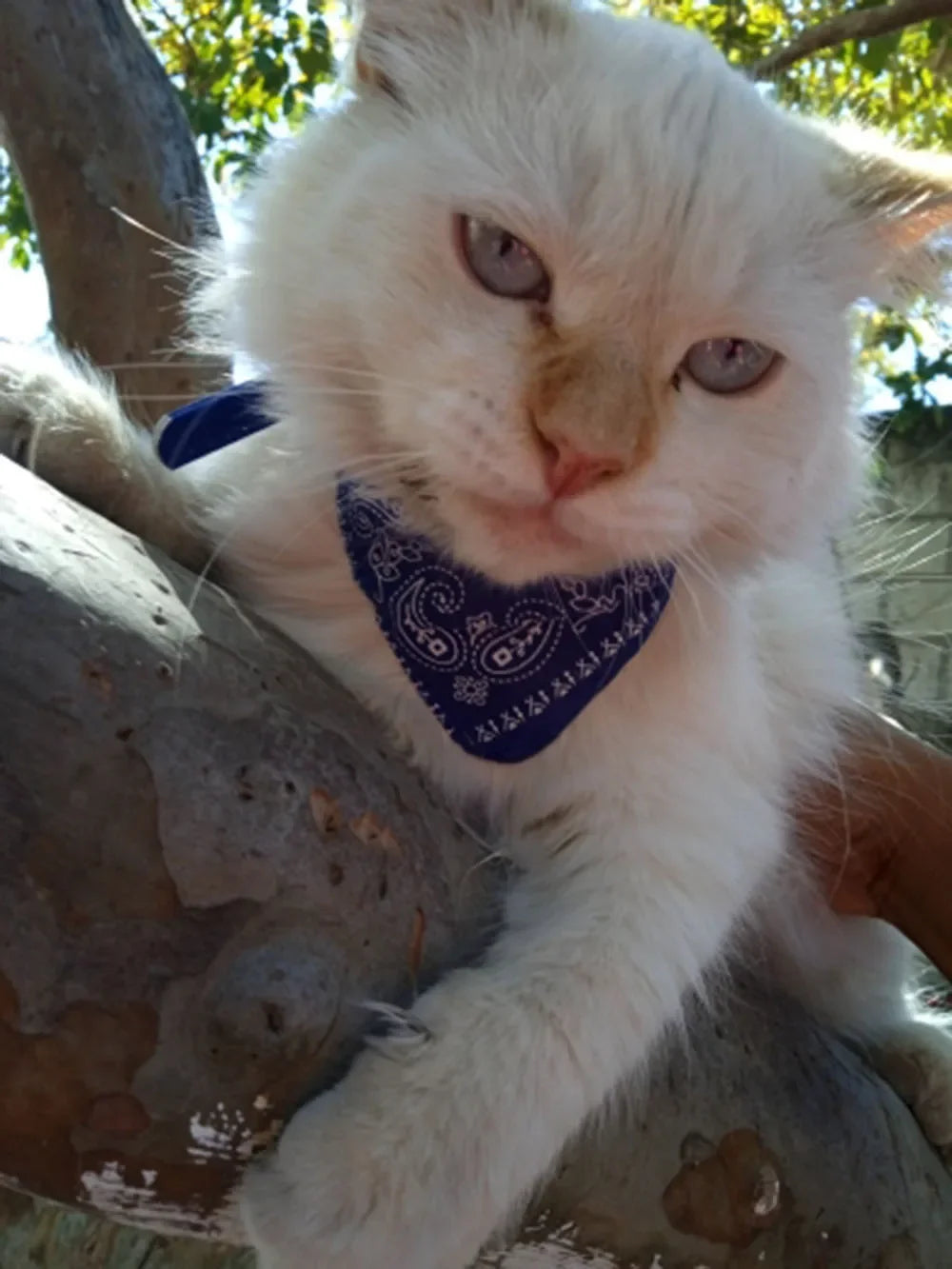 Collier bandana pour chat, chiot, chien, écharpe, foulard, avec boucle réglable pour chats, petits animaux de compagnie, chatons, colliers, reliure triangulaire