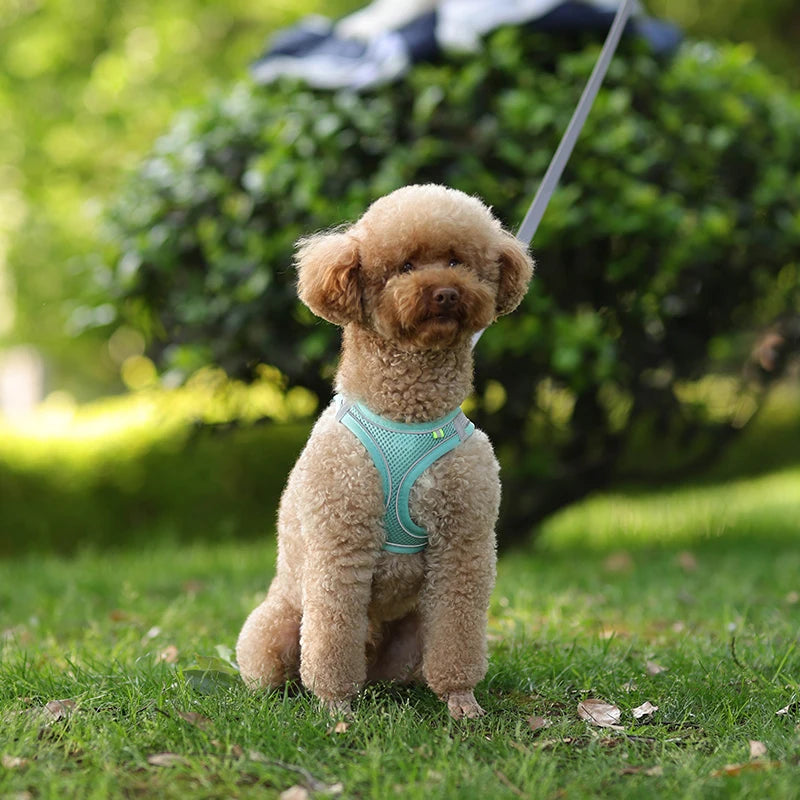 Arnés y correa para perros pequeños, ajustable, para cachorros, gatos, bulldog francés, chihuahua, pug, correa para caminar al aire libre