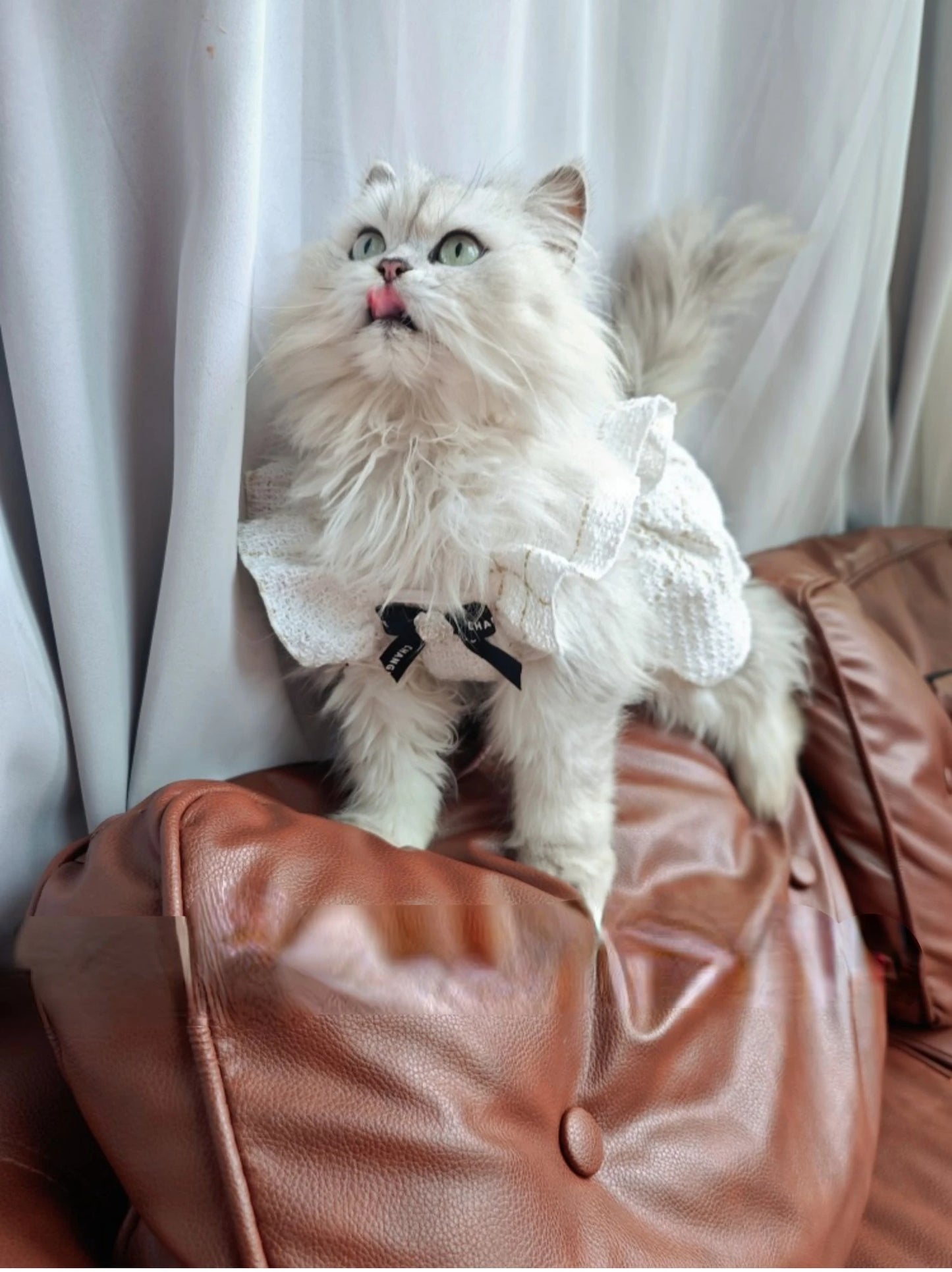 Pet Cats and Dogs Spring and Summer Korean Style Camellia Fly Sleeve Small Dogs Teddy Boomerang Princess Dog Dresses