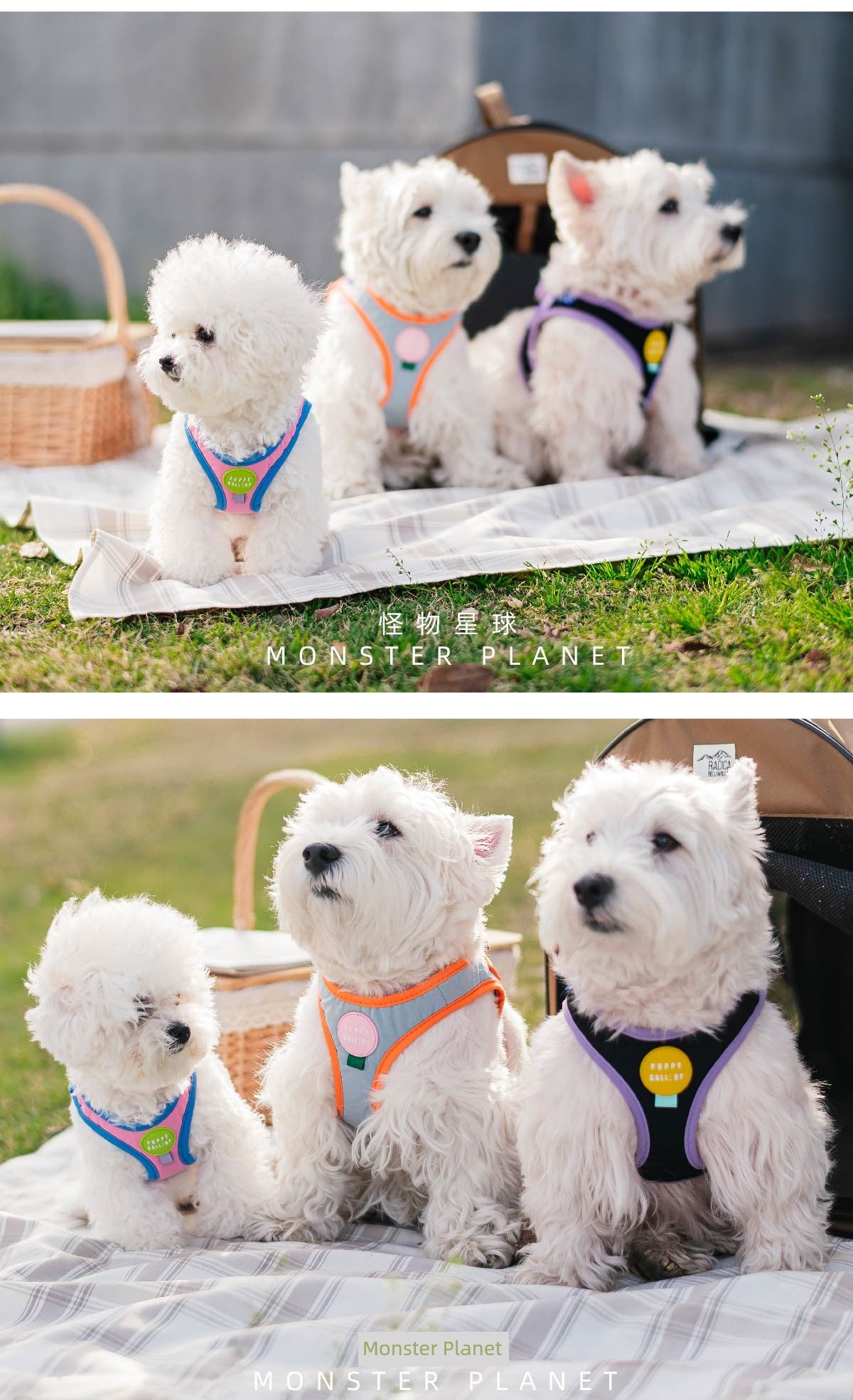 Contrast Color Chest and Back Tow Rope Collar Dog