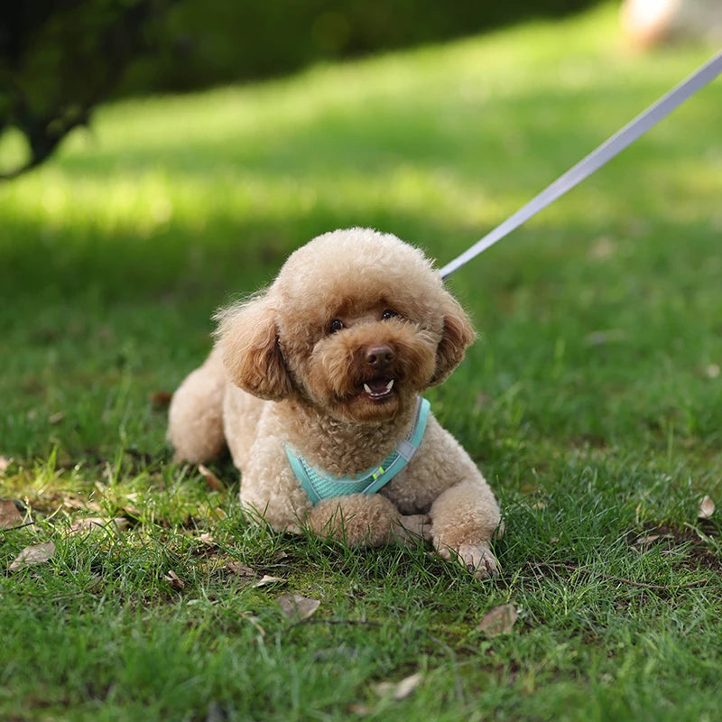 Arnés y correa para perros pequeños, ajustable, para cachorros, gatos, bulldog francés, chihuahua, pug, correa para caminar al aire libre