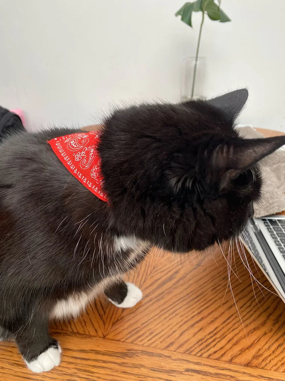 Collier bandana pour chat, chiot, chien, écharpe, foulard, avec boucle réglable pour chats, petits animaux de compagnie, chatons, colliers, reliure triangulaire