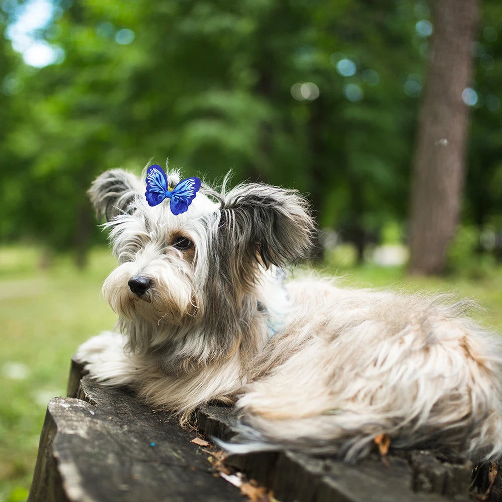 50/100/200 piezas de accesorios para el pelo de perros, lindos lazos para el pelo con forma de mariposa, para gatos y perros, con bandas de goma, lazos para el cuidado de perros para mascotas pequeñas