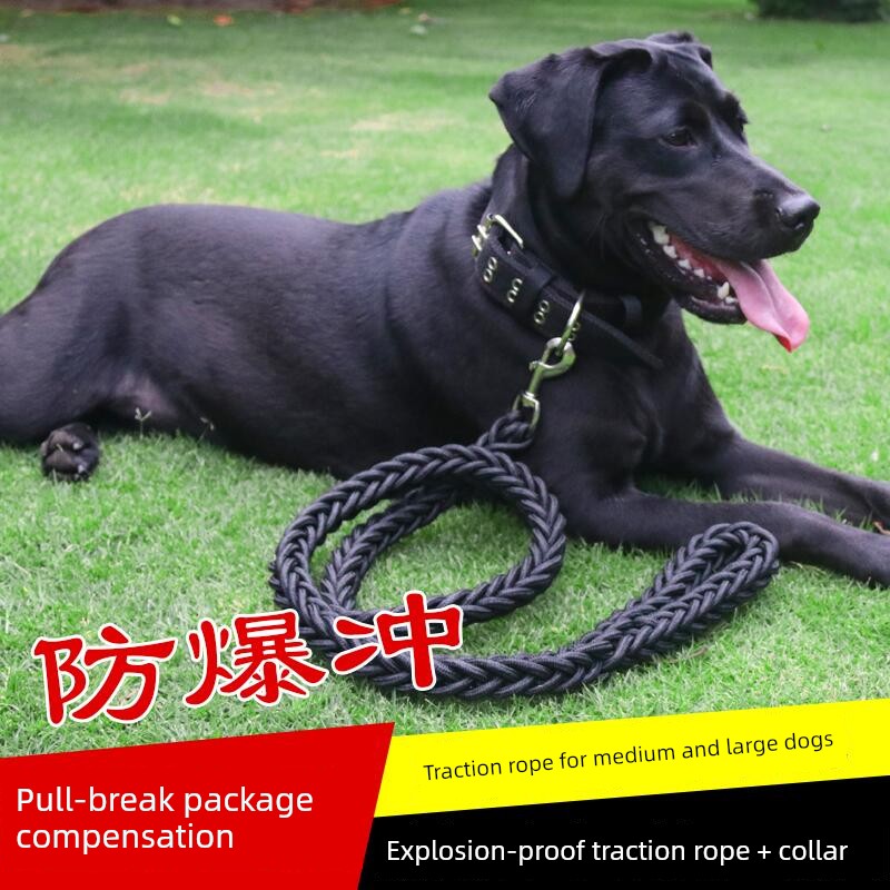 Large and Medium Size Labrador German Shepherd Dog Hand Holding Rope