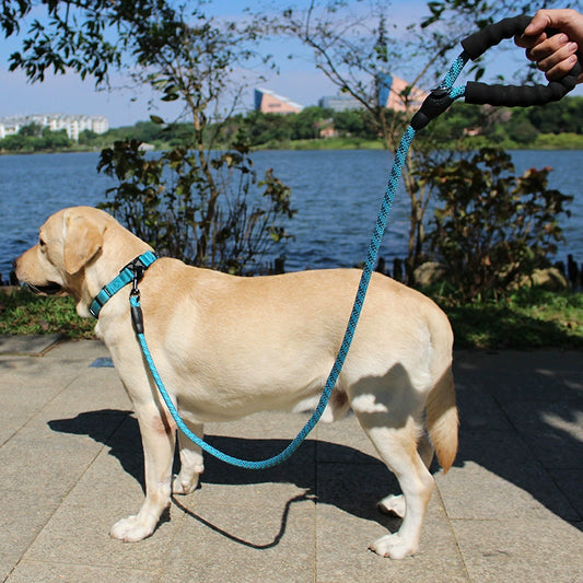 Long Leash and Collar for Large Dogs